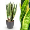 Sansevieria Laurentii - Vrouwentong - Weinig onderhoud - Groen - met Potter Grijs