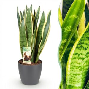 Sansevieria Laurentii - Vrouwentong - Weinig onderhoud - Groen - met Potter Grijs