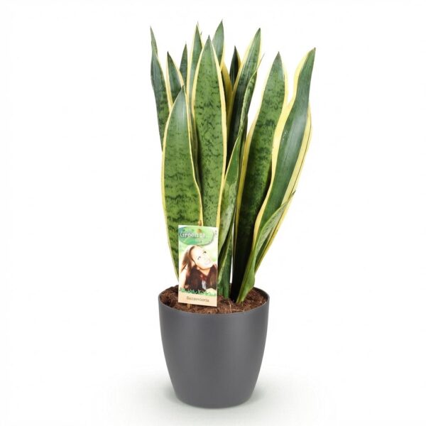 Sansevieria Laurentii - Vrouwentong - Weinig onderhoud - Groen - met Potter Grijs