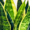 Sansevieria Laurentii - Vrouwentong - Weinig onderhoud - Groen - met Potter Grijs