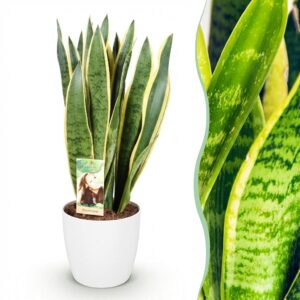 Sansevieria Laurentii - Vrouwentong - Weinig onderhoud - Groen - met Potter Wit