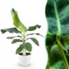 Musa acuminata Dwarf Cavendisch - Bananenplant - Weinig onderhoud - Groen - met Potter Wit