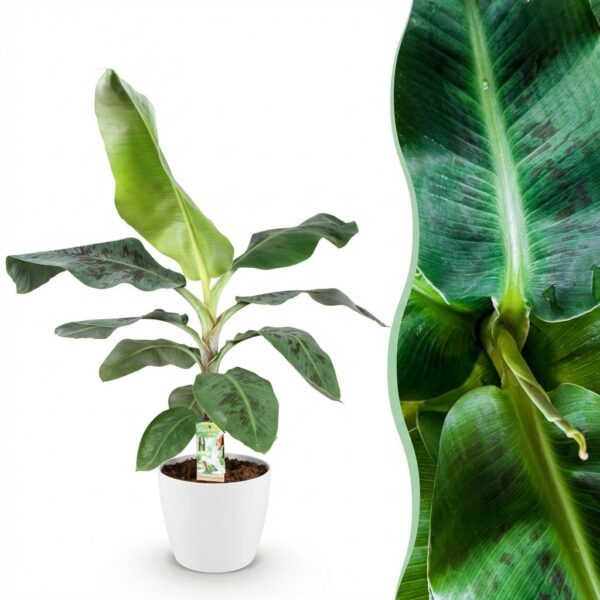 Musa acuminata Dwarf Cavendisch - Bananenplant - Weinig onderhoud - Groen - met Potter Wit