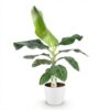 Musa acuminata Dwarf Cavendisch - Bananenplant - Weinig onderhoud - Groen - met Potter Wit