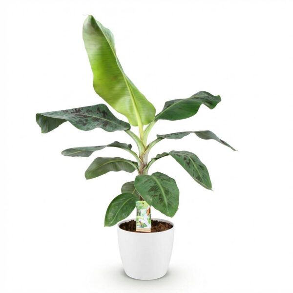 Musa acuminata Dwarf Cavendisch - Bananenplant - Weinig onderhoud - Groen - met Potter Wit