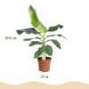 Musa acuminata Dwarf Cavendisch - Bananenplant - Weinig onderhoud - Groen - met Potter Wit