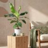 Musa acuminata Dwarf Cavendisch - Bananenplant - Weinig onderhoud - Groen - met Potter Wit