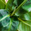 Musa acuminata Dwarf Cavendisch - Bananenplant - Weinig onderhoud - Groen - met Potter Wit