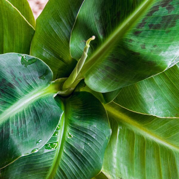 Musa acuminata Dwarf Cavendisch - Bananenplant - Weinig onderhoud - Groen - met Potter Wit