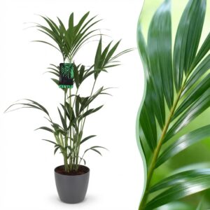 Howea Forsteriana - Kentia Palm - Weinig Onderhoud - Groen - met Potter Grijs