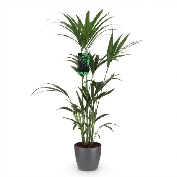 Howea Forsteriana - Kentia Palm - Weinig Onderhoud - Groen - met Potter Grijs