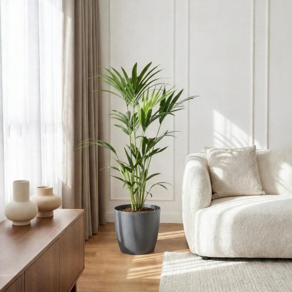 Howea Forsteriana - Kentia Palm - Weinig Onderhoud - Groen - met Potter Grijs