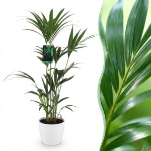 Howea Forsteriana - Kentia Palm - Weinig Onderhoud - Groen - met Potter Wit