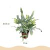 Phlebodium aureum Blue Star - Blauwe Varen - Huisdiervriendelijke Plant - Blauw - 4 Planten - met Potter Wit
