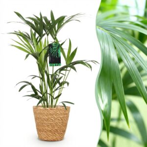 Howea Forsteriana - Kentia Palm - Weinig Onderhoud - Groen - met Mand
