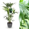Howea Forsteriana - Kentia Palm - Weinig Onderhoud - Groen - met Potter Grijs