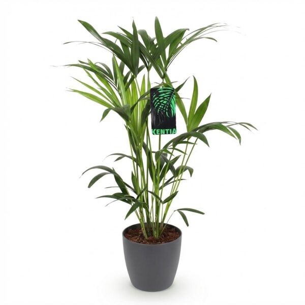 Howea Forsteriana - Kentia Palm - Weinig Onderhoud - Groen - met Potter Grijs