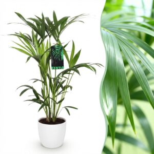 Howea Forsteriana - Kentia Palm - Weinig Onderhoud - Groen - met Potter Wit