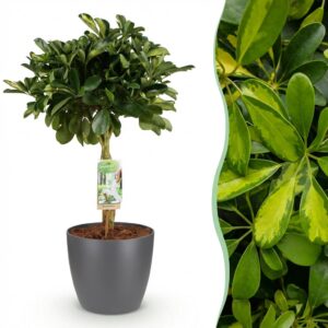 Schefflera Gold Capelle - Vingerboom - Weinig onderhoud - Groen - goud - met Potter Grijs