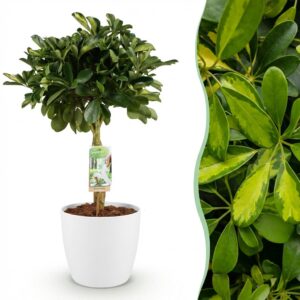 Schefflera Gold Capelle - Vingerboom - Weinig onderhoud - Groen - goud - met Potter Wit