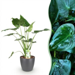 Alocasia Cucullata - Boeddha,s hand - Weinig onderhoud - Groen - met Potter Grijs