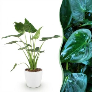 Alocasia Cucullata - Boeddha,s hand - Weinig onderhoud - Groen - met Potter Wit