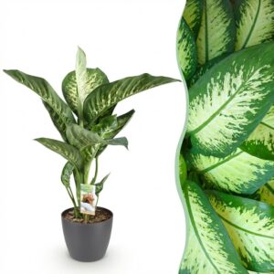 Diefenbachia Tropic Snow - Dieffenbachia - Weinig onderhoud - Groen - met Potter Grijs