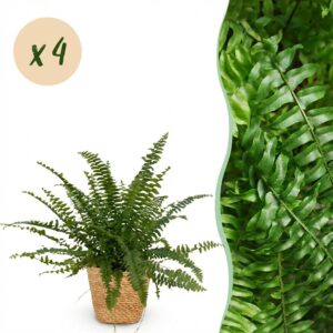 Nephrolepsis exaltata Green Lady - Varen - Huisdiervriendelijke Plant - Groen - 4 Planten - met Mand