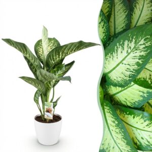 Diefenbachia Tropic Snow - Dieffenbachia - Weinig onderhoud - Groen - met Potter Wit