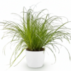 Cyperus alternifolius Zumula - Kattengras - Huisdiervriendelijke Plant - Groen - met Potter Wit