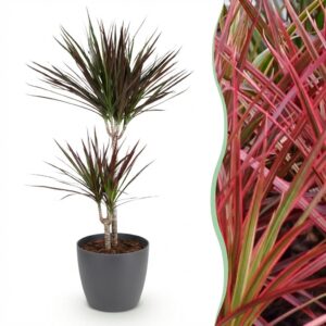 Dracaena Magenta - Drakenbloedboom - Weinig onderhoud - Groen - met Potter Grijs