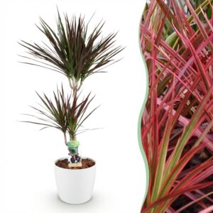 Dracaena Magenta - Drakenbloedboom - Weinig onderhoud - Groen - met Potter Wit