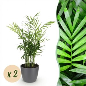 Chamaedorea elegans - Goudpalm - Huisdiervriendelijke Plant - Groen - 2 Planten - met Potter Grijs