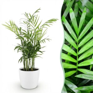 Chamaedorea elegans - Goudpalm - Huisdiervriendelijke Plant - Groen - met Potter Wit