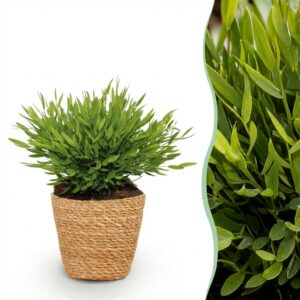 Bamusa Pogonatherum Monica - Bamboegras - Huisdiervriendelijke Plant - Groen - met Mand