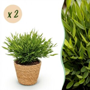 Bamusa Pogonatherum Monica - Bamboegras - Huisdiervriendelijke Plant - Groen - 2 Planten - met Mand