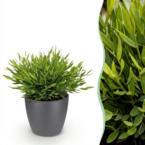 Bamusa Pogonatherum Monica - Bamboegras - Huisdiervriendelijke Plant - Groen - met Potter Grijs