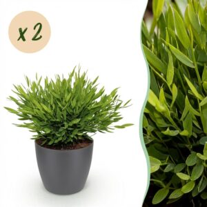 Bamusa Pogonatherum Monica - Bamboegras - Huisdiervriendelijke Plant - Groen - 2 Planten - met Potter Grijs