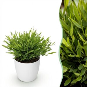 Bamusa Pogonatherum Monica - Bamboegras - Huisdiervriendelijke Plant - Groen - met Potter Wit