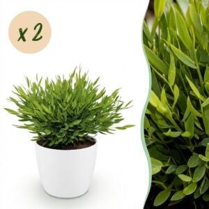 Bamusa Pogonatherum Monica - Bamboegras - Huisdiervriendelijke Plant - Groen - 2 Planten - met Potter Wit