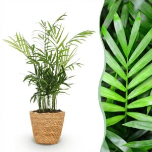 Chamaedorea elegans - Goudpalm - Huisdiervriendelijke Plant - Groen - met Mand