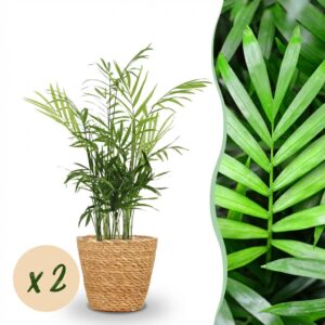 Chamaedorea elegans - Goudpalm - Huisdiervriendelijke Plant - Groen - 2 Planten - met Mand