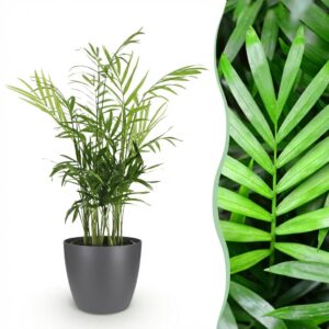 Chamaedorea elegans - Goudpalm - Huisdiervriendelijke Plant - Groen - met Potter Grijs