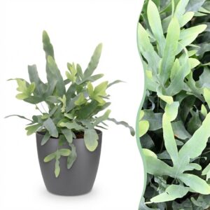 Phlebodium aureum Blue Star - Blauwe Varen - Huisdiervriendelijke Plant - Blauw - met Potter Grijs