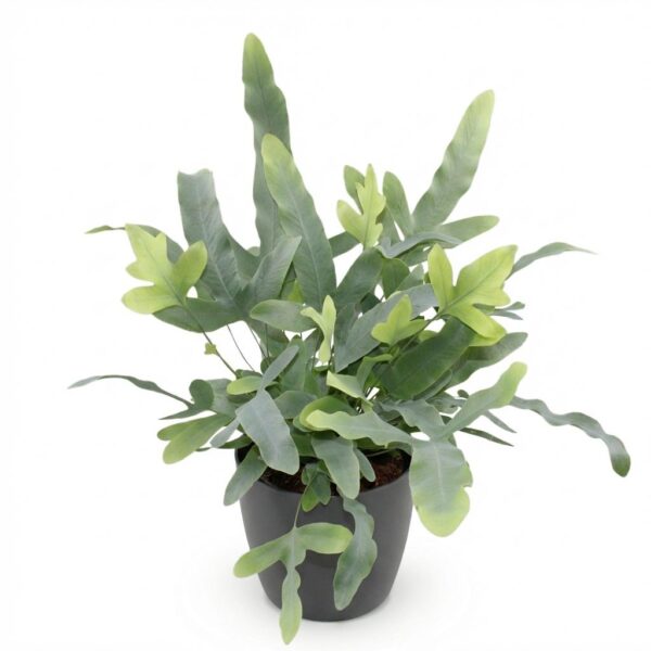 Phlebodium aureum Blue Star - Blauwe Varen - Huisdiervriendelijke Plant - Blauw - met Potter Grijs