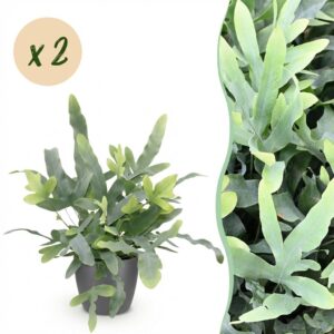 Phlebodium aureum Blue Star - Blauwe Varen - Huisdiervriendelijke Plant - Blauw - 2 Planten - met Potter Grijs