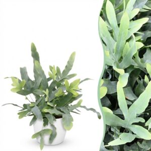 Phlebodium aureum Blue Star - Blauwe Varen - Huisdiervriendelijke Plant - Blauw - met Potter Wit