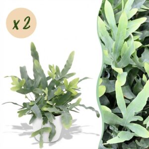 Phlebodium aureum Blue Star - Blauwe Varen - Huisdiervriendelijke Plant - Blauw - 2 Planten - met Potter Wit