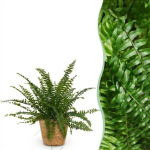 Nephrolepsis exaltata Green Lady - Varen - Huisdiervriendelijke Plant - Groen - met Mand