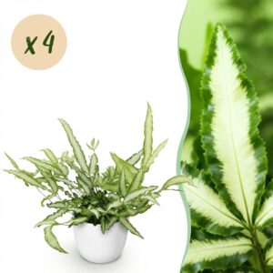 Pteris cretica Albolineata - Lintvaren - Huisdiervriendelijke Plant - Groen - 4 Planten - met Potter Wit